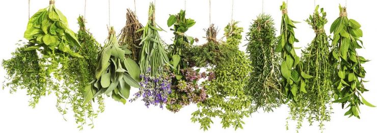 como se extraen los aceites esenciales de las plantas